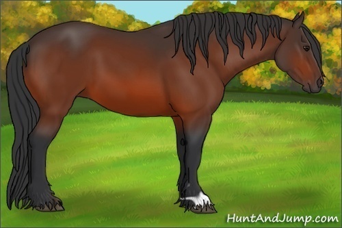 Horse Color:Brown 