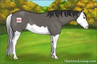Horse Color:Grullo Splash 