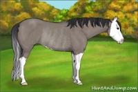 Horse Color:Grullo Splash Rabicano 