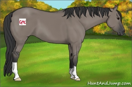 Horse Color:Grullo
