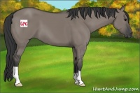 Horse Color:Grullo 