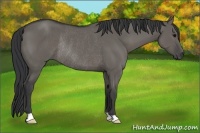 Horse Color:Grullo Rabicano 