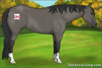Horse Color:Grullo 