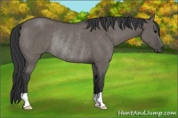 Horse Color:Grullo Rabicano 