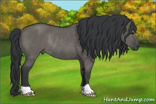 Horse Color:Grullo Rabicano 