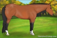 Horse Color:Bay 