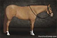 Horse Color:Classic Champagne 