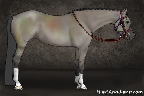 Horse Color:Grullo
