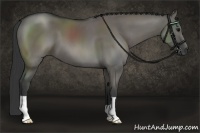 Horse Color:Grullo 