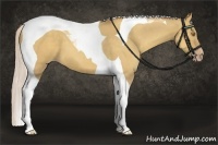 Horse Color:Silver Classic Champagne Dun Tobiano