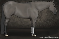 Horse Color:Grullo 