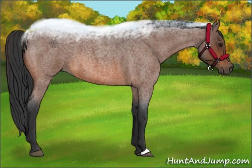 Horse Color:Bay Roan 