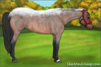 Horse Color:Bay Roan 