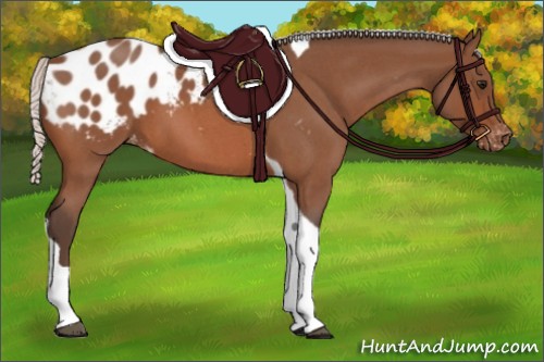 Horse Color:Silver Bay Roan Tobiano Blanket