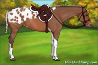 Horse Color:Silver Bay Roan Tobiano Blanket 