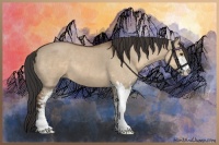 Horse Color:Bay Dun Sabino 