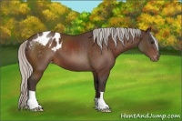 Horse Color:Silver Brown Appaloosa