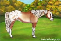 Horse Color:Silver Bay Roan Onyx Splash Appaloosa 
