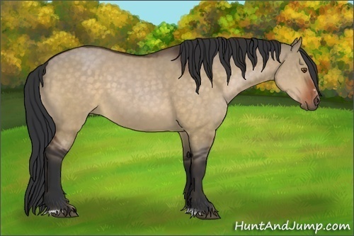 Horse Color:Brown Dun Sabino 