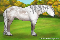 Horse Color:Gray White Spotted Bay 