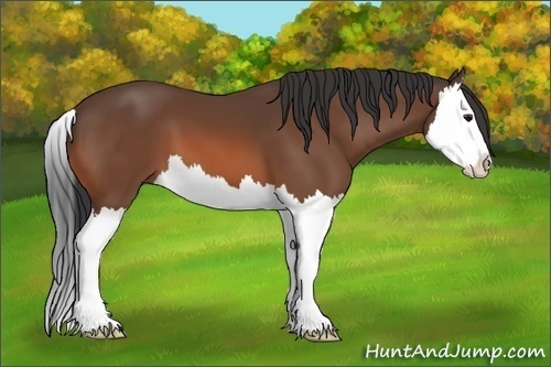 Horse Color:Bay Splash