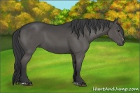 Horse Color:Black Sabino