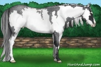 Horse Color:White Spotted Blue Roan Splash Frame 