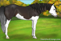 Horse Color:Gray Brown Splash