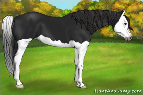 Horse Color:Gray Black Splash 