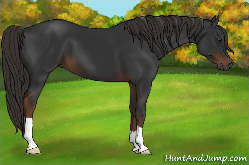 Horse Color:Gray Liver Chestnut