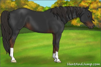 Horse Color:Gray Liver Chestnut 