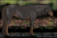 Horse Color:Liver Chestnut Frame 