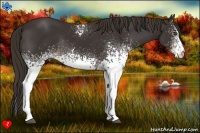 Horse Color:White Spotted Liver Chestnut Rabicano 