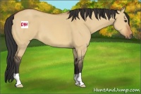 Horse Color:Bay Dun