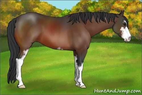 Horse Color:Brown Sabino