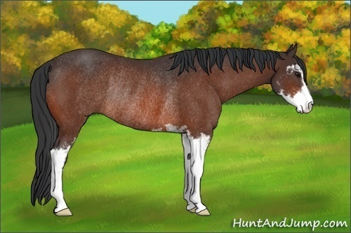 Horse Color:Brown Sabino Rabicano
