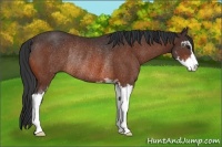 Horse Color:Brown Sabino Rabicano