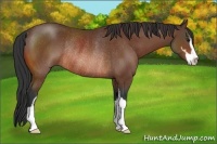 Horse Color:Bay Sabino Rabicano