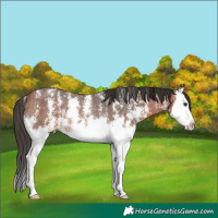 Horse Color:Bay Sabino Splash Rabicano
