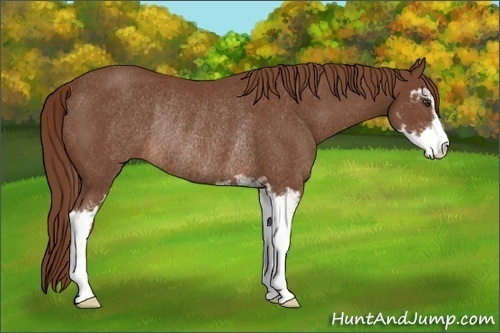 Horse Color:Chestnut Sabino Rabicano 
