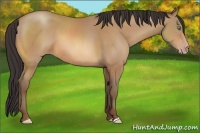 Horse Color:Amber Champagne 
