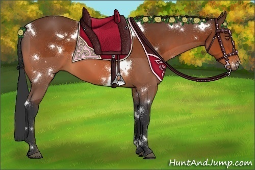 Horse Color:White Spotted Bay 