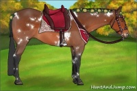 Horse Color:White Spotted Bay