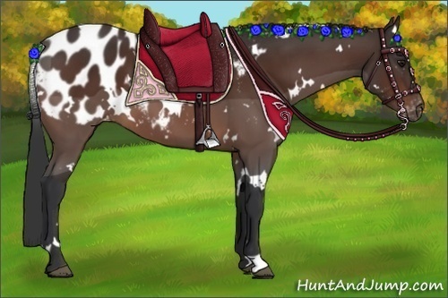 Horse Color:White Spotted Bay Appaloosa