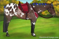 Horse Color:White Spotted Bay Appaloosa 