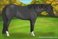 Horse Color:Blue Roan 