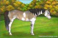 Horse Color:Brown Dun Splash 