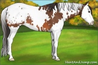 Horse Color:White Spotted Bay Splash Appaloosa
