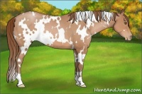 Horse Color:White Spotted Brown Pearl