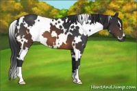 Horse Color:White Spotted Brown 